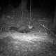 An American marten on Cat Island, Wisconsin, in 2015.